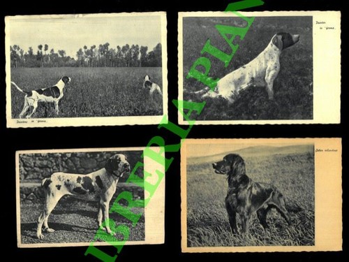 Cani caccia pointer - -, "in