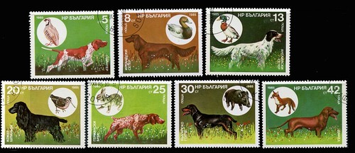 Pointer english irish - pointer, setter