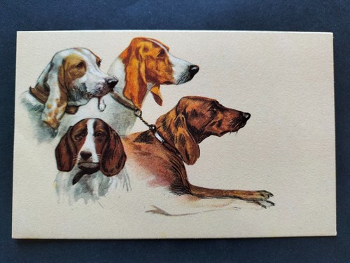 Cartolina cani anni 60 - 50,