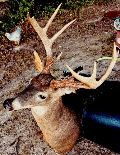 Buck deer mount super bello - deer,