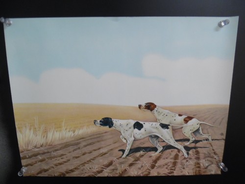 1940s pointer cane caccia - pointer, da