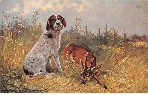 Animali 90253 cane - animali,