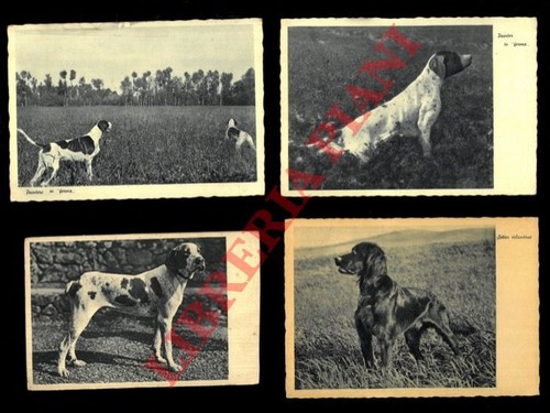 Cani caccia pointer - da,