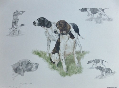 Nigel orli pointer - pointer, cane