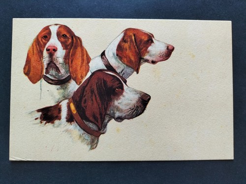 Cartolina cani anni 60 - cani,