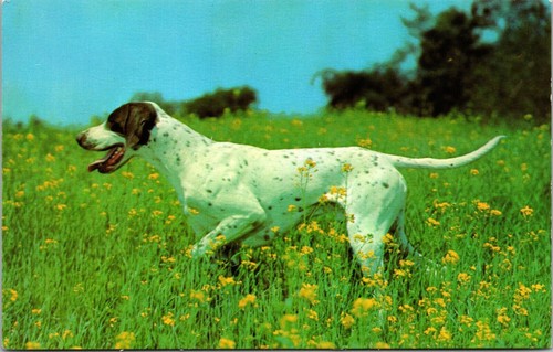 Cartolina cane caccia - cane,